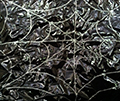 spider web