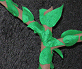 trees